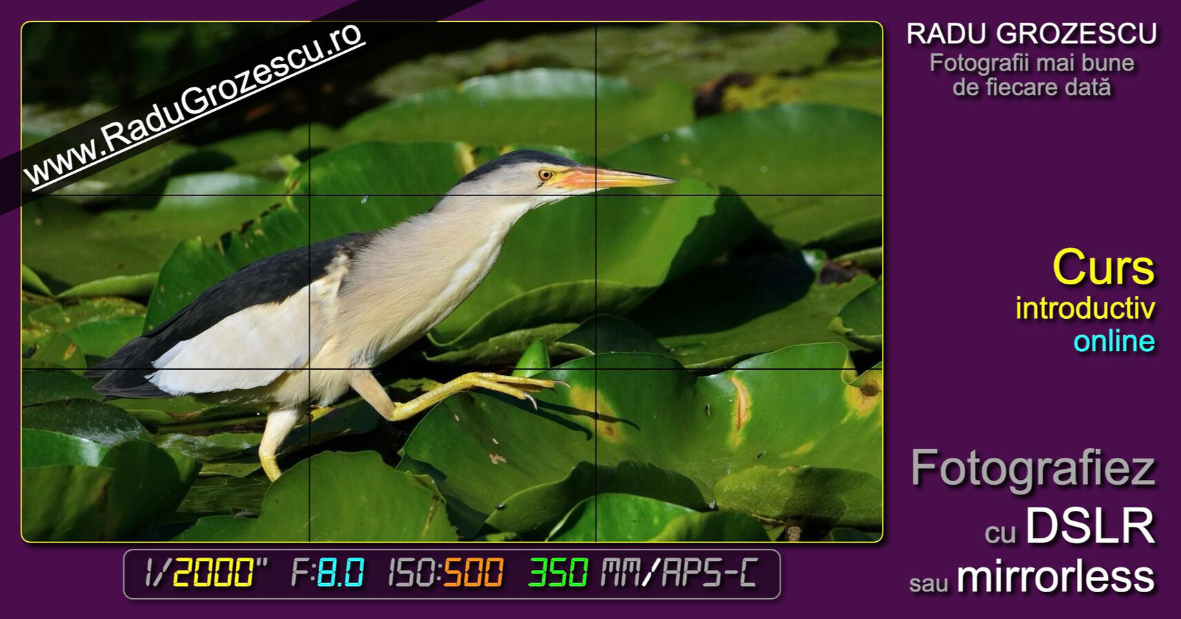 Curs Foto Introductiv, online. Curs foto introductiv, online, mirrorless, DSLR.